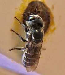 Chelostomoides