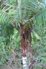Dypsis leptocheilos