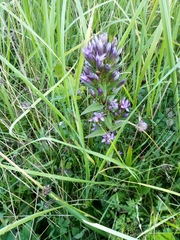 Gentianella aspera