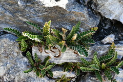 Asplenium ceterach