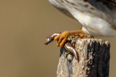 Aspronema dorsivittatum