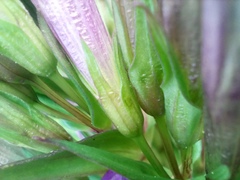 Gentianella aspera