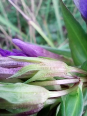 Gentianella aspera