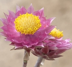Achyranthemum recurvatum