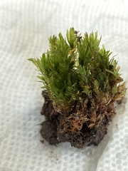 Mnium hornum