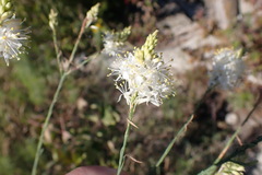 Oenothera glaucifolia