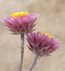 Achyranthemum recurvatum
