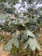 Quercus garryana