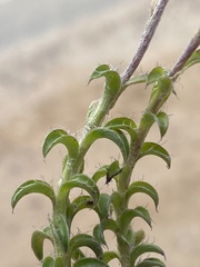 Achyranthemum recurvatum