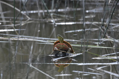Chrysemys picta bellii
