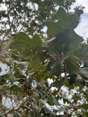 Quercus garryana