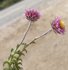 Achyranthemum recurvatum