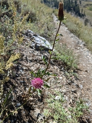 Cirsium andersonii