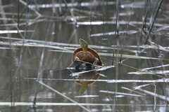 Chrysemys picta bellii