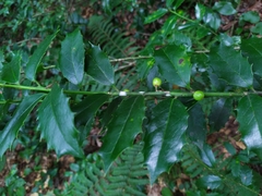 Ilex colchica