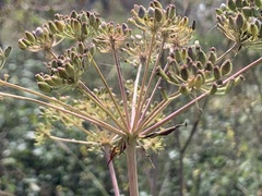 Peucedanum
