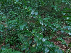 Ilex colchica