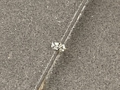 Corythucha marmorata