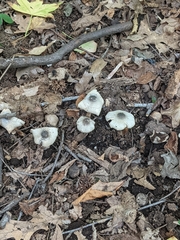 Lepiota atrodisca