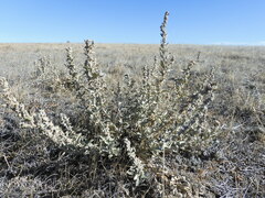 Atriplex gardneri
