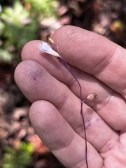 Apteria aphylla
