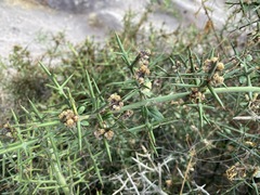 Colletia spinosissima
