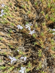 Phlox diffusa