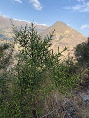 Colletia spinosissima