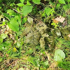 Gymnocarpium dryopteris
