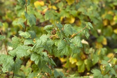Physocarpus malvaceus