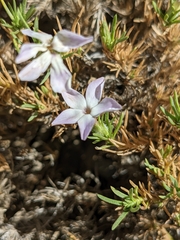 Phlox diffusa