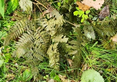 Gymnocarpium dryopteris