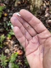 Apteria aphylla
