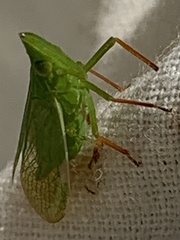 Rhynchomitra