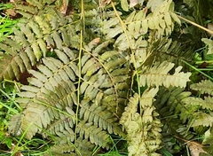 Gymnocarpium dryopteris