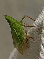 Rhynchomitra