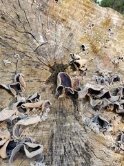 Auricularia polytricha