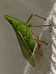 Rhynchomitra