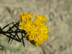 Galatella linosyris