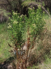 Baccharis salicina