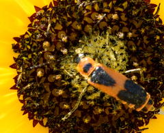 Chauliognathus basalis