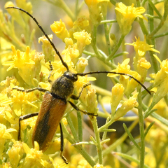 Crossidius pulchellus