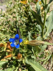 Gentiana calycosa
