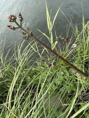 Scrophularia auriculata