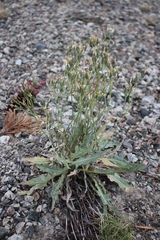 Crepis occidentalis