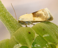 Ponometia binocula