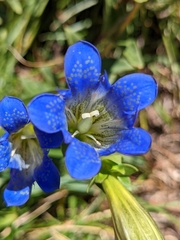 Gentiana calycosa