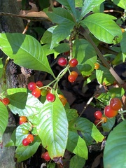 Psychotria nervosa