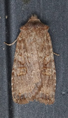 Lithophane semiusta