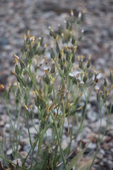Crepis occidentalis